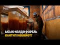 Ысык-Көлдө форель кантип көбөйөт?