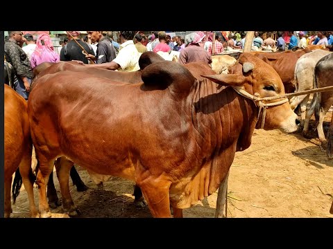 @ আজ ২৬ মার্চ || খামার উপযোগী দেশাল জাতের ষাঁড় গরুর দাম || কাহারোল হাট || দিনাজপুর ||