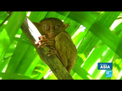 Video: Philippine tarsier: nthuav qhov tseeb, duab