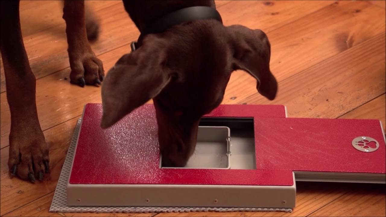Magic Coat Accu-Shape Nail File for Dogs | Four Paws