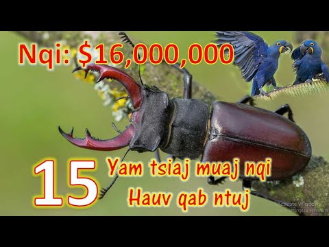 15 yam tshiaj muaj nqis tshaj plaw hauv qab ntuj/Top 15  expensive animals in the world