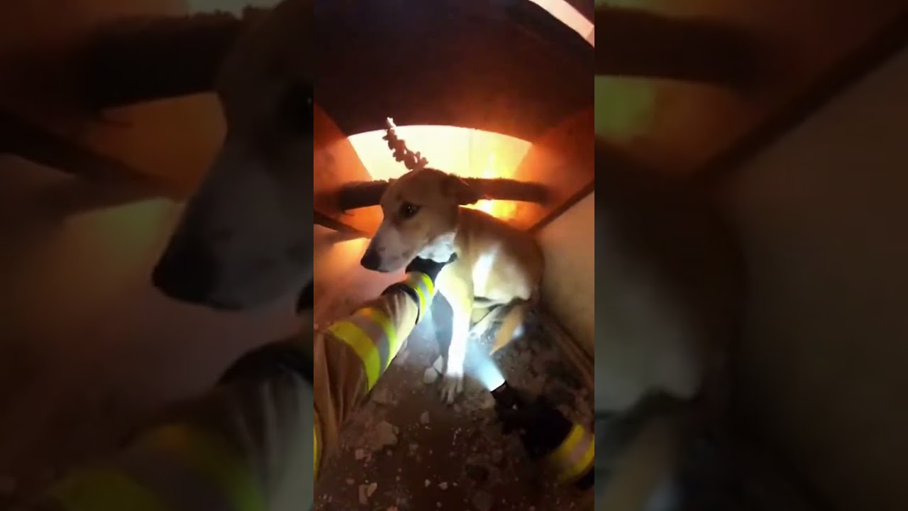 Smoke, fire, and fear—see how bravery saves a tiny life! 