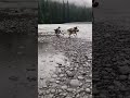Strange Encounter in the Deep Woods 🌲🐾