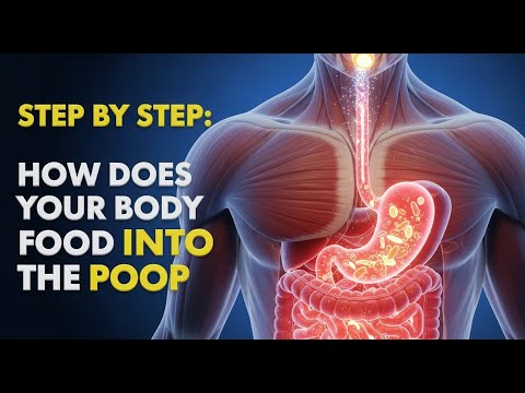 How does your body turn food into the poop Human digestive system(Animation Mouth to Chyme