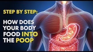 How Does Your Body Turn Food Into The Poop? Human Digestive Systemanimation - Mouth To Chyme