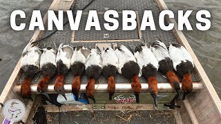 INCREDIBLE Public Land CANVASBACK Hunt!