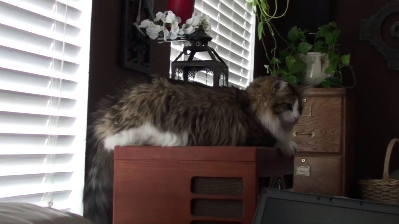 manic depressive disorder quiz FINALLY WORKING IN THE GARAGE