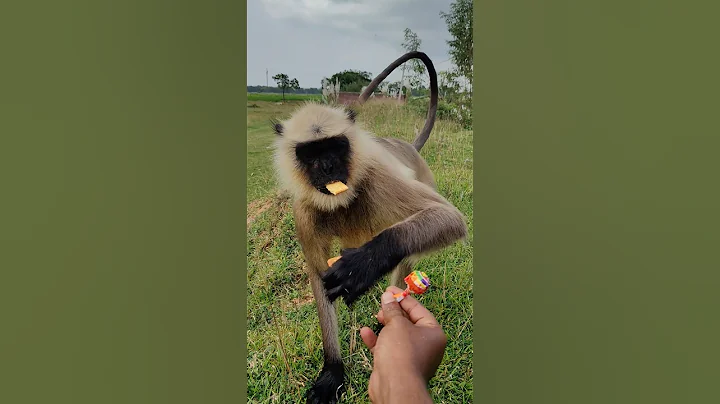 Langur ne biscuit khaya aur lollipop bhi chhena 😲🍪🍭 | Funny Monkey Shorts | #shorts #monkey #funny
