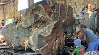 It's getting more difficult and dangerous! Sawing giant trembesi wood worth 30 million