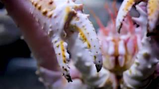 Save Our Seas