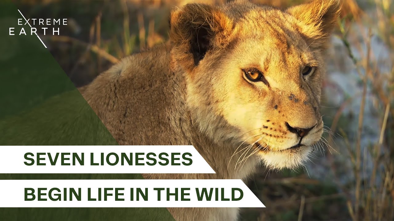 Can This New Pride Survive the Wild? (4K Documentary) | Extreme Earth
