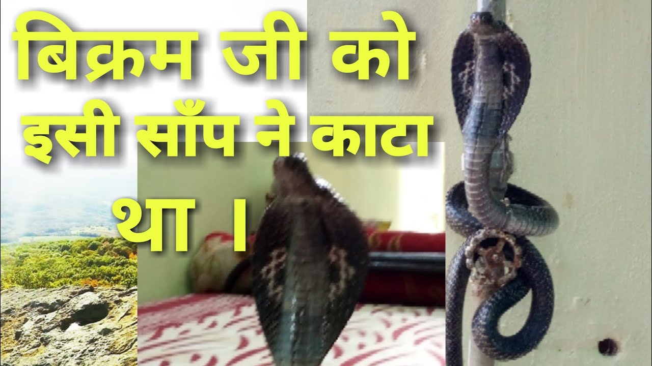 cobra rescue litters This snake killed Bikram malout