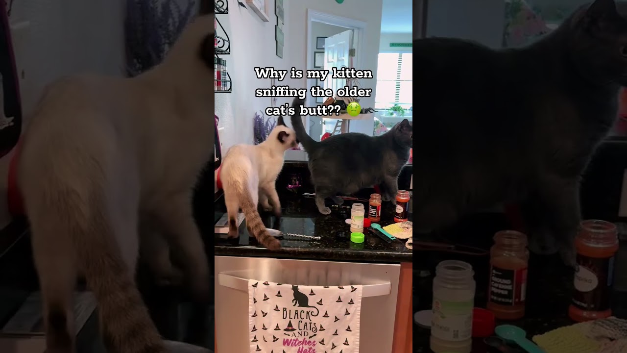 Feline Love is Real!🌈🐾