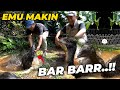 PERKEMBANGAN EMU DI LUAR DUGAAN..!! MAKIN BAR BARR GAESSS..!!