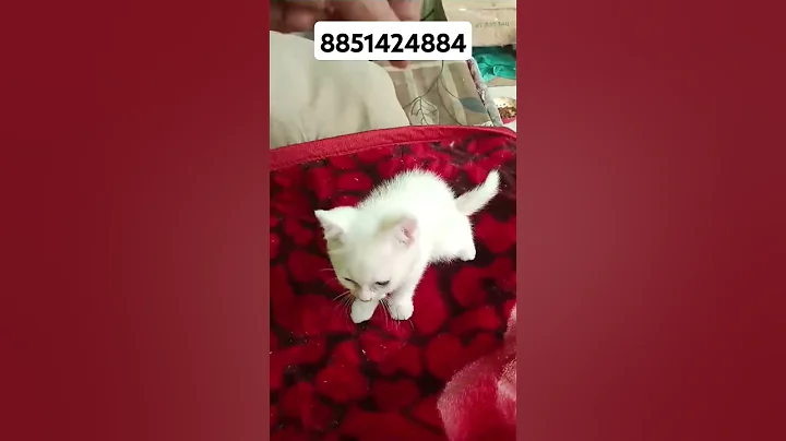 Video 8555981: british shorthair cat, british hair, popular cat breeds, breeds uk