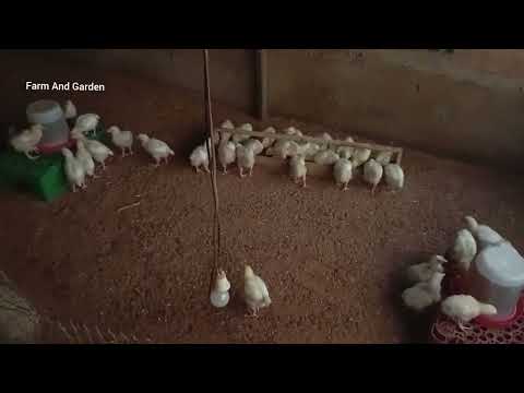 How many bags of poultry feed will 50 broilers feeds in 2 weeks