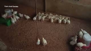 How many bags of poultry feed will 50 broilers feeds in 2 weeks Net Worth