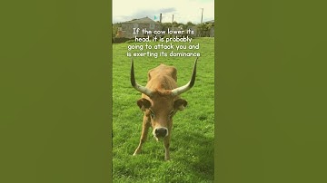 Understanding the body language of livestock is very important! #pasture #CowBehaviour #AnimalCare