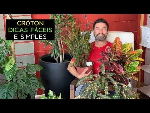 Vídeo: Como O Croton Floresce