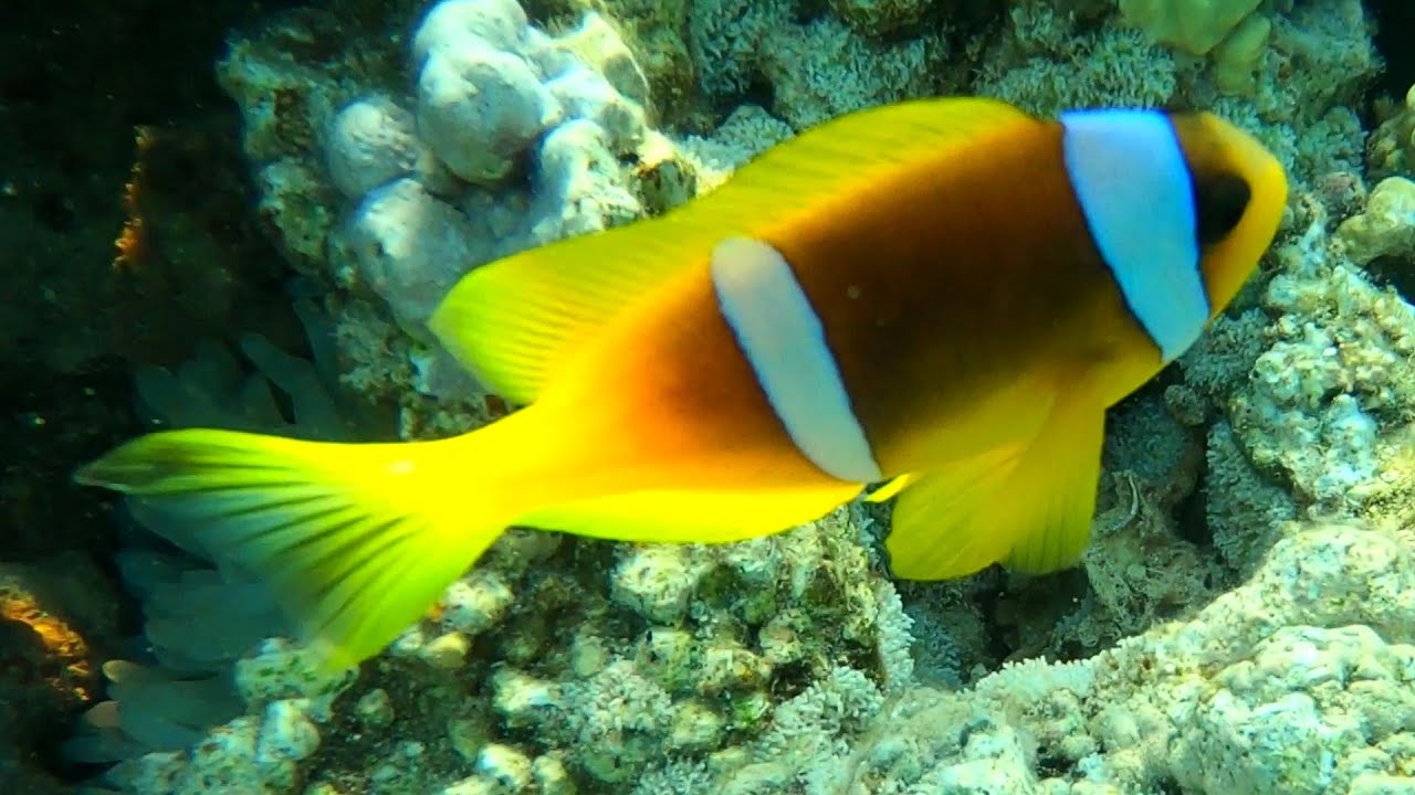 Discover the fascinating world of clownfish with your family - YouTube