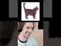 Xqc witnesses catloaf shorts cat xqc