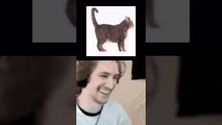 XQC witnesses Catloaf #shorts #cat #xqc