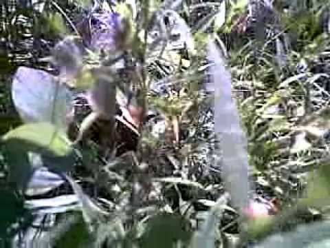 ABG mesum di hutan tertangkap kamera