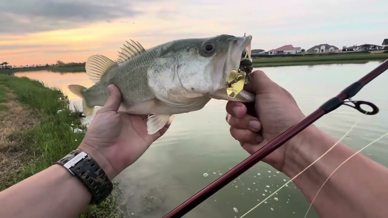 Fishing for Big Bass at a local Pond!