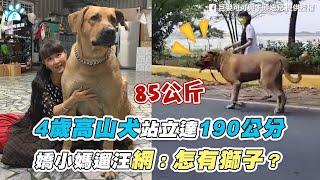 【4歲高山犬站立達190公分 嬌小媽遛汪網：怎有獅子？】｜FB / 巨嬰可可與牛頭妞兒 / 各行各業的高山犬 網友 / 江珮瑜