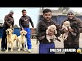 Living with 15 english labrador at home in haryana indiagiveaway of puppies 