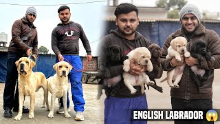 Living with 15+ English Labrador at Home in Haryana (india)😱|Giveaway of Puppies 🐶 by PULKIT vAmp 23,699 views 3 months ago 16 minutes