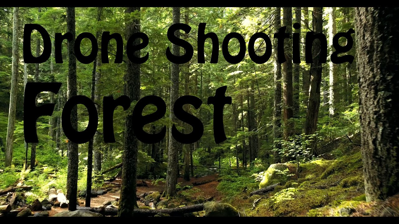 Drone Forest Shooting