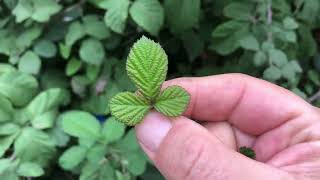Taze Böğürtlen Yaprağı Mucizesi Deneyin