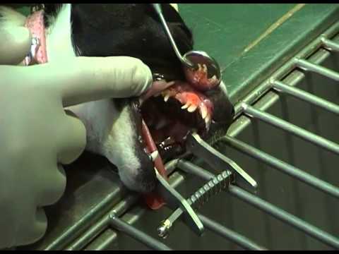 Video: Revisione Comparativa Dell'osteosarcoma Umano E Canino: Morfologia, Epidemiologia, Prognosi, Trattamento E Genetica