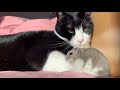 運命としか思えない！！２匹の関係🍀 猫とハムスター【32】🐭🐾