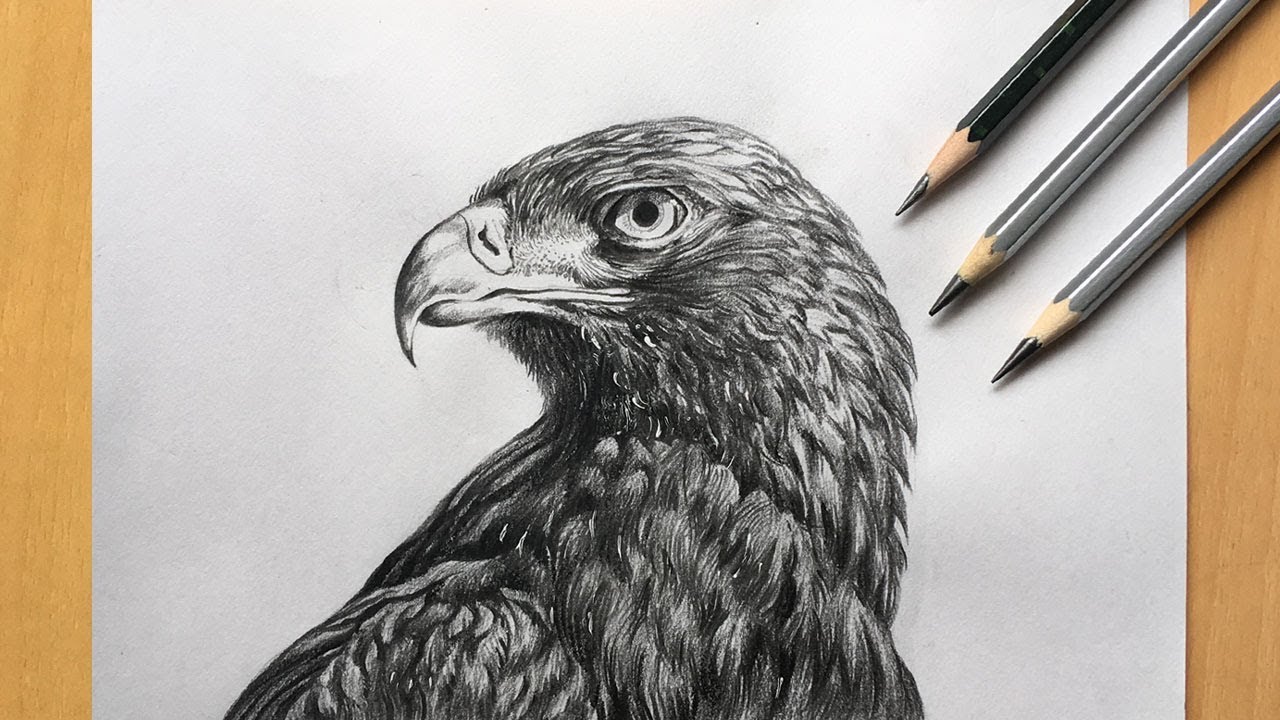 Stock Art Drawing of an American Bald Eagle - inkart