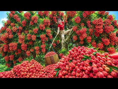 Cosecha De Lichis 🍒 Gran Recolección Y Venta En El Mercado Del Campo | Vida Campesina