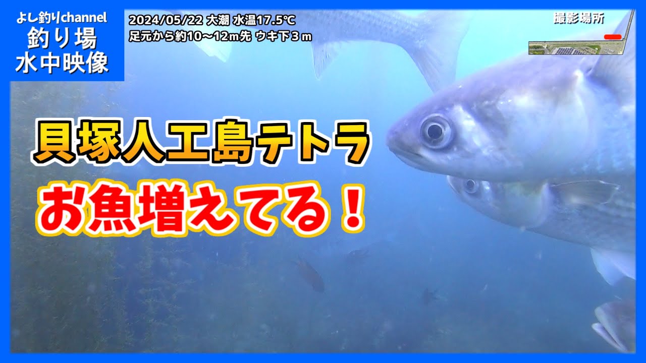 魚が増えてる！】大阪の釣り場「貝塚人工島テトラ」2024年5月 春の水中