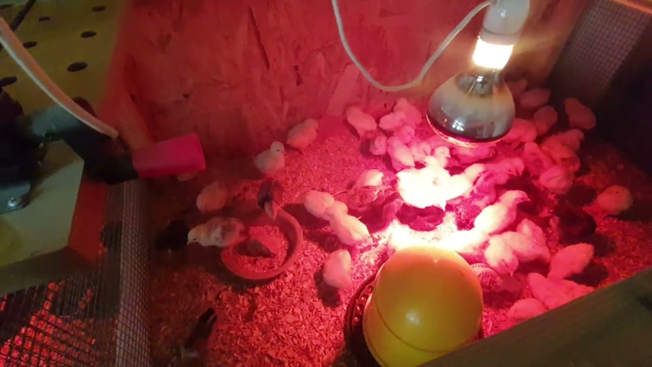 Csibe nevelés, táp nélkül!