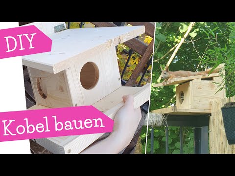 Video: Wann bauen Eichhörnchen Nester?