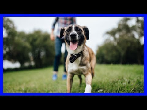 Hund greift Passanten an und wird erschossen