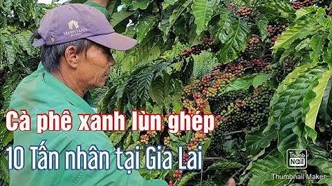 Vườn Cà phê xanh lùn ghép 10 tấn nhân mới 3 năm tuổi, Tại Nghĩa hưng, Chư Păh, Gia Lai.