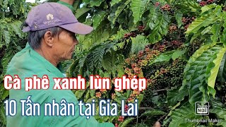 Vườn Cà phê xanh lùn ghép 10 tấn nhân mới 3 năm tuổi, Tại Nghĩa hưng, Chư Păh, Gia Lai.