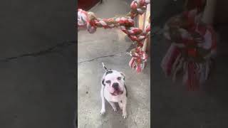 Pitbull Attacks Hanging Rope