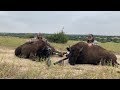 Texas BUFFALO Hunt! {Catch Clean Cook} FT. CRISPY