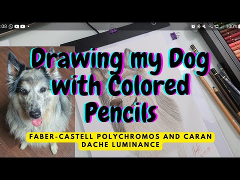 Drawing my Dog with Colored Pencils | Timelapse by Sheyla Maia-Schulze