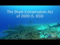 End Finning in U.S. Waters.  Support the Shark Conservation Act
