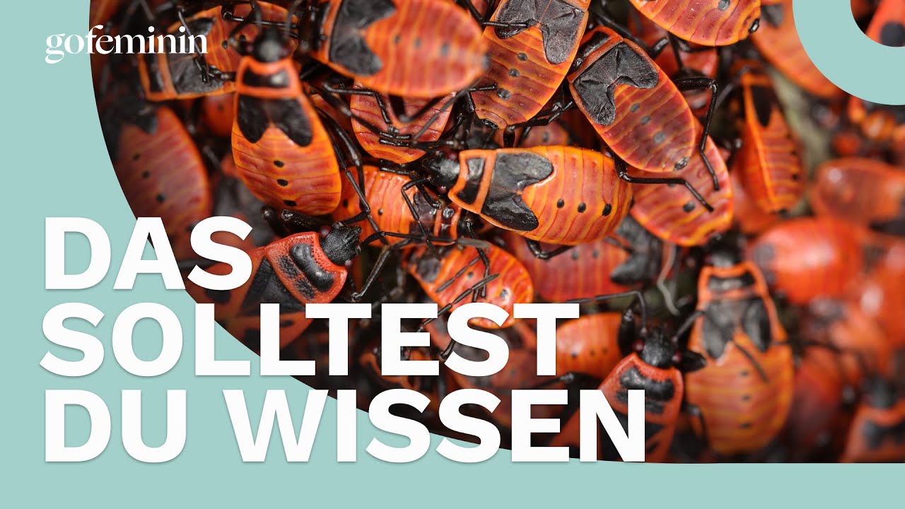 Feuerwanzen: Farbenfrohe Lästlinge oder nützliche Helfer?