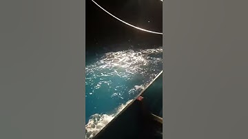 nghề pha súc cà ná ninh thuận|| đánh bắt cá cơm