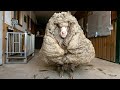 Haarig: Schaf in Australien hat 35-Kilo-Wollmantel | AFP